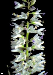 Veronica truncatula. Portion of an inflorescence. Scale = 1 mm.
 Image: W.M. Malcolm © Te Papa CC-BY-NC 3.0 NZ